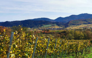 Weinberge bei Müllheim