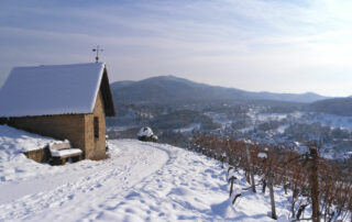 Winterreblandschaft im Markgräflerland